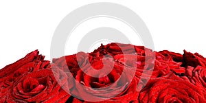 Red wet roses flowers isolated on white background.