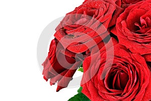 Red wet roses flowers isolated on white background.