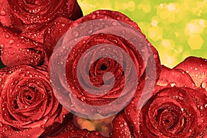 Red wet roses with water droplets