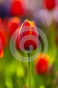 Red wet tulip with droplets