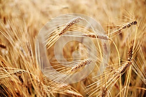 Red Wheat