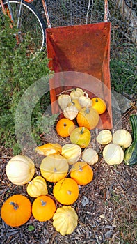 Red Wheelbarrow with Pumpkins and Squash Spilling Out