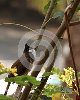 Red-Whishkered Bulbul