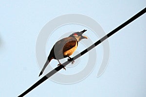 Red-Whishkered Bulbul bird