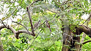 Red-whiskered bulbul