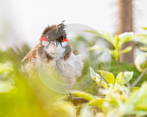 A Red Whiskered Bulbul