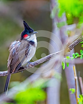 A Red Whiskered Bulbul