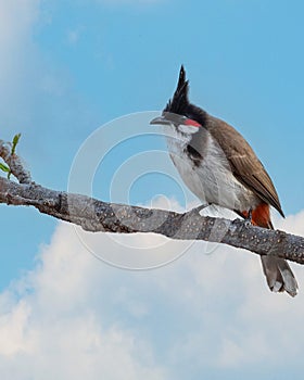 A Red Whiskered Bulbul