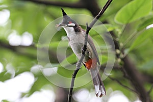 Red-whiskered Bulbul