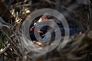 The red-whiskered bulbul baby birds sleeping in nest