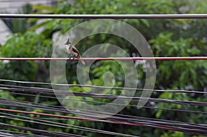 Red-whiskered bulbul bird on the cable