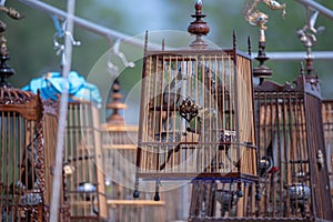 Red-whiskered bulbul Bird in the cage