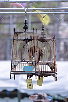 Red-whiskered bulbul Bird in the cage