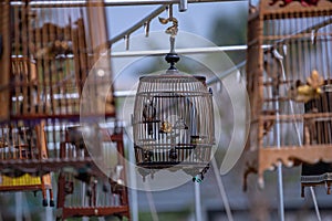 Red-whiskered bulbul Bird in the cage