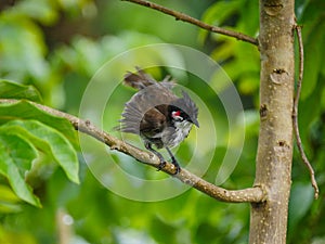 Red Whiskered Bulbul bird drenched with rain water perching on tree during light downpour - Pycnonotus jocosus