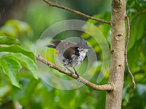 Red Whiskered Bulbul bird drenched with rain water perching on tree during light downpour - Pycnonotus jocosus