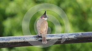 Red-whiskered bulbul bird perched on a fence in Bengaluru, Karnataka, India.