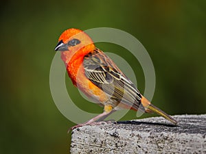 Red Whiskered Bulbul bird