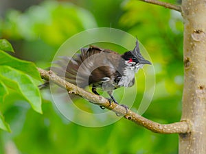 Red Whiskered Bulbul bird shaking wet plumage in rainy weather - Pycnonotus Jocosus