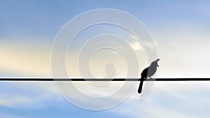 Red-whiskered bulbul bird silhouette on colorful sky