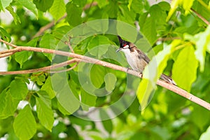 A red-whiskered bulbul bird sit on a tree branch.