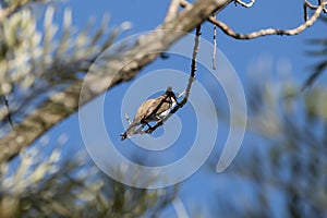 Red whiskered Bulbul Bird on Tree