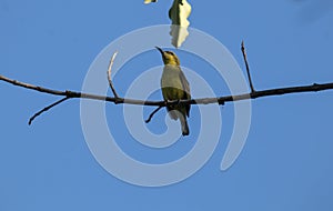 Red whiskered Bulbul Bird on Tree