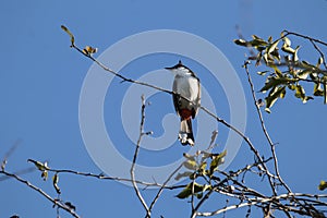 Red whiskered Bulbul Bird on Tree