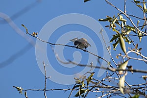 Red whiskered Bulbul Bird on Tree