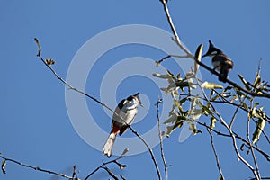 Red whiskered Bulbul Bird on Tree