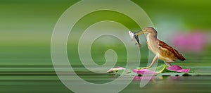 Red-whiskered Bulbul