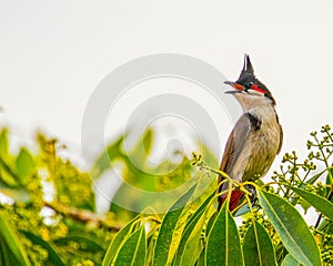 A Red Whiskered Bulbul