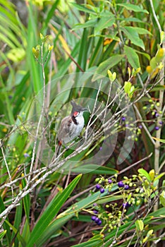 Red-whiskered bulbul. Chamarel, Mauritius