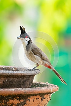 Red-whiskered Bulbul with mealworm in the beak perching on a clay bowl