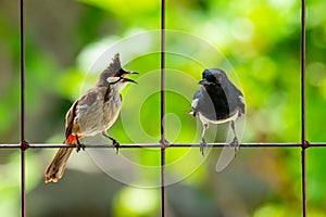 Red-whiskered bulbul and Oriental Magpie Robin perching on a fence talking to each other