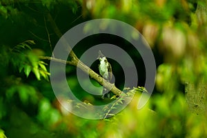 A Red whiskered bulbul perch on tree