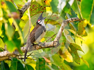 Red-whiskered bulbul perched on a tree branch, gazing upwards with its head cocked to one side