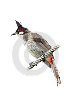 Red-whiskered bulbul perching on twisted metal cable isolated on white background