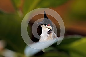 Red-whiskered bulbul Pycnonotus jocosus