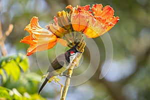 Red-whiskered Bulbul - Pycnonotus jocosus, beautiful colored perching bird from South Asian forests, bushes and gardens