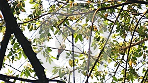 Red-whiskered Bulbul Pycnonotus jocosus bird