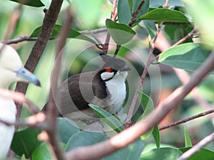 Red-whiskered bulbul pycnonotus jocosus bird.