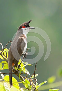 The red-whiskered bulbul Pycnonotus jocosus, or crested bulbul