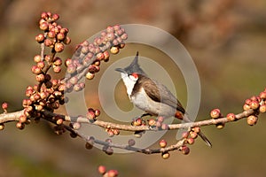 Red Whiskered Bulbul, Pycnonotus jocosus, feeding on berries, Pune