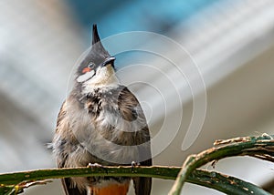 Red-whiskered Bulbul (Pycnonotus jocosus) in India