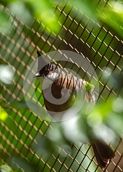 Red-whiskered Bulbul (Pycnonotus jocosus) in India
