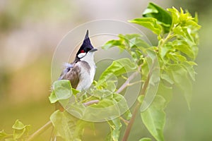 Red-whiskered bulbul standing on a branch