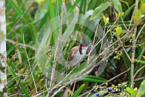 Red-whiskered bulbul in tropical thickets. Chamarel, Mauritius