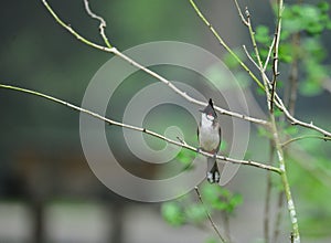 Red whiskered bulbul wild bird in vetnam