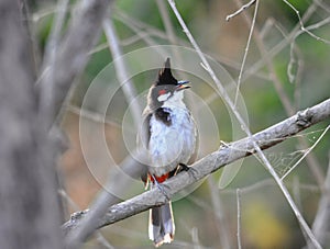 Red Whiskered Bulbul in Wilds photo